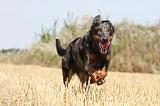 BEAUCERON 195